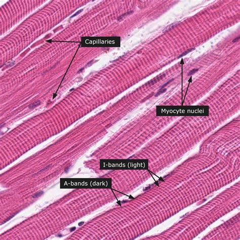 Skeletal Muscular Tissue Labeled