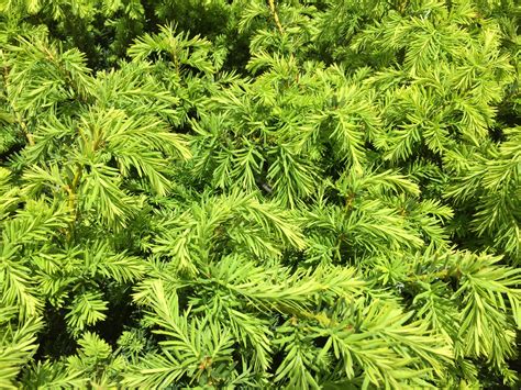 Dense Spreading Yew | Southwest Nursery | Wholesale Landscaping Supplies | Dallas | Fort Worth