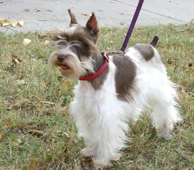 33 best Schnauzer Parti Colored images on Pinterest | Animals dog, Cutest dogs and Miniature ...