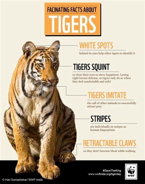 28 best Tiger facts and quotes images on Pinterest | Big cats, Wild ...