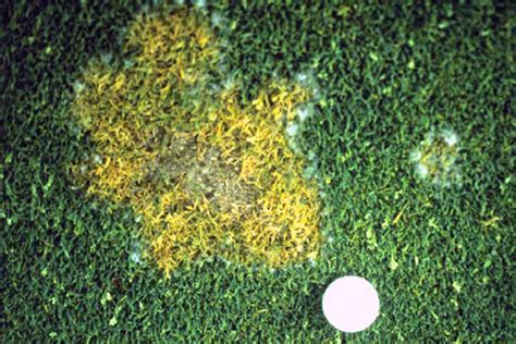 Pythium blight of turfgrass