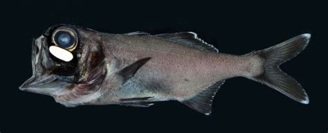 Scientists make first observation of fish schooling using ...