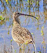 Category:Laguna Atascosa National Wildlife Refuge - Wikimedia Commons