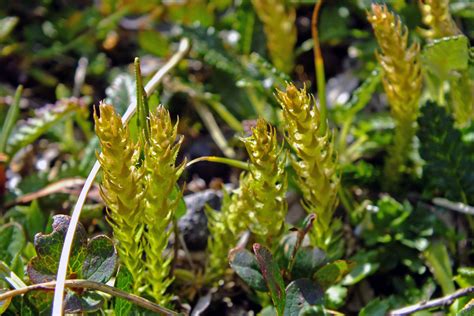 Selaginella selaginoides (Selaginellaceae) image 53276 at PhytoImages.siu.edu