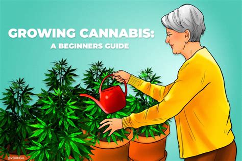 Quick Guide to Growing Cannabis Indoors for Beginners