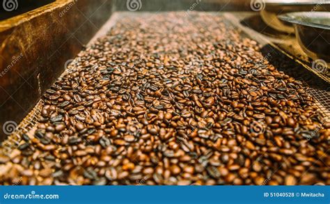 Drying coffee beans stock photo. Image of coffee, beans - 51040528