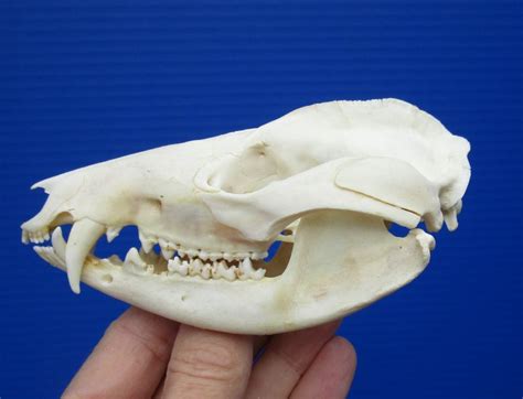 4-5/8 by 2-1/2 inches Real North American Opossum Skull for Sale, Possum,