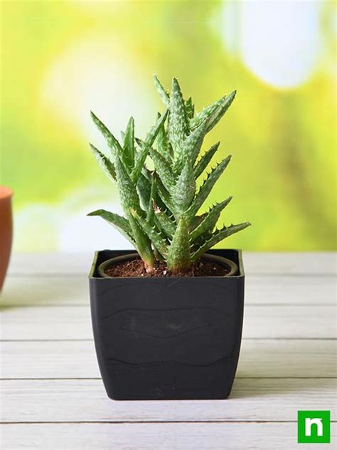 Buy Aloe juvenna - Succulent Plant online from Nurserylive at lowest price.