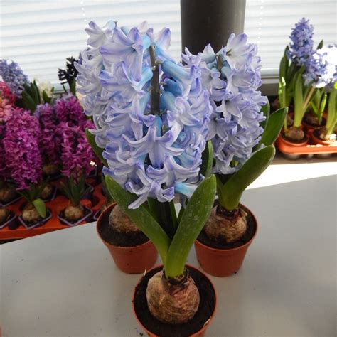 25 NEW Hyacinth Varieties the World Needs More Of! Check Out Our Photo Gallery of the Best and ...