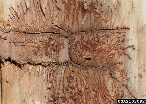 silver fir bark beetle (Pityokteines curvidens ) on silver fir (Abies alba ) - 2103092