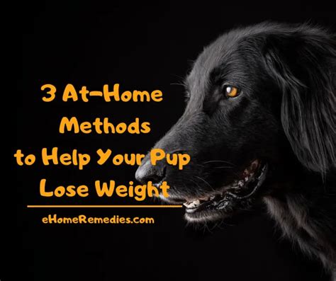 15 Home Remedies for UTI in Dogs You Will Love - eHome Remedies