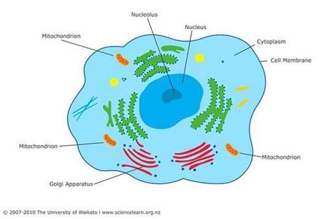 Mitochondria Function in Plant Cell