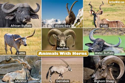 North American Animals List. Pictures & Facts On The Iconic Animals Of ...