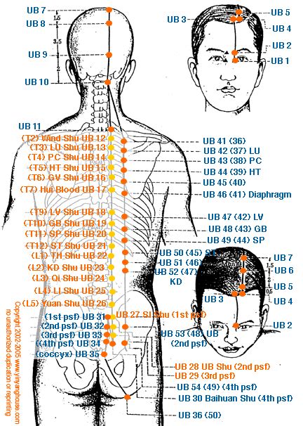 Yin Yang House | Acupuncture Points On The Bladder Meridian Acupuncture ...