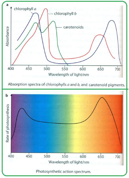 #101 Photosynthetic Pigments | Biology Notes for A level