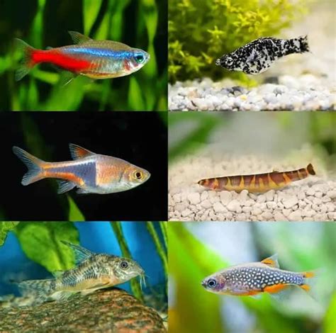 50 Betta Fish Tank Mates: The Definitive Compatibility List 2020 - Fishkeeping World Unique Fish ...