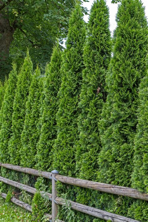 Best Evergreen Plants For A Privacy Hedge