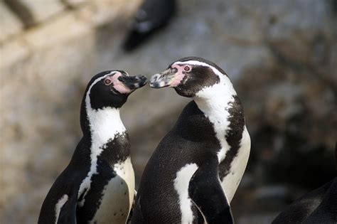 Humboldt Penguin Conservation - Woodland Park Zoo Seattle WA