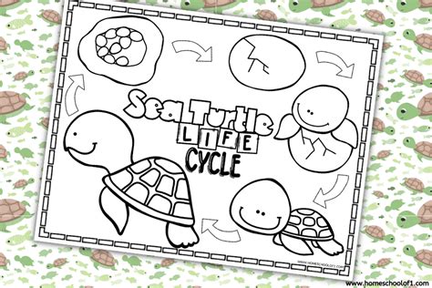 Free Sea Turtle Life Cycle Coloring Page