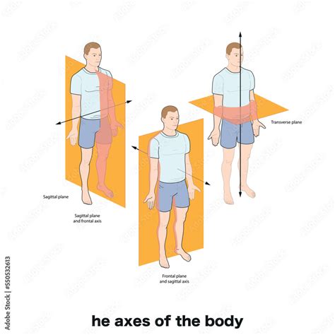 Anatomical planes of the body, Anatomical planes of sections, showing the sagittal, coronal and ...