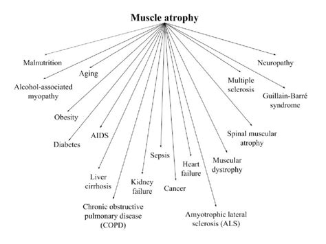 Clinical conditions associated with muscle atrophy | Download Scientific Diagram