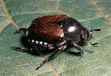 Japanese beetle | Grubs, Larvae & Pest Control | Britannica