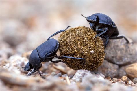 Crappy News for the Dung Beetle and Agriculture, Greenhouse Gasses