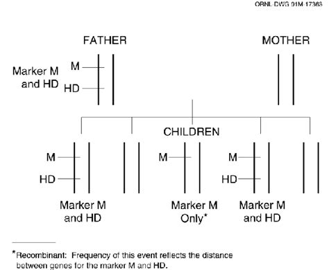 Fig. 8. Constructing a Genetic Linkage Map.