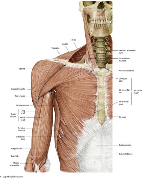 Shoulder And Upper Posterior Arm Muscles