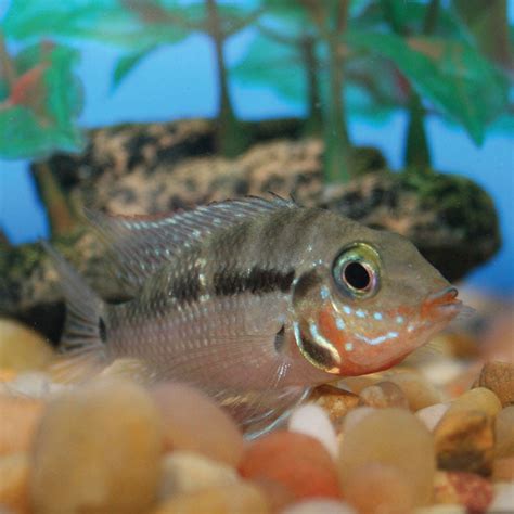 Firemouth Cichlid — AquariumFishSale.com