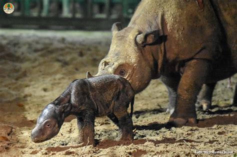 Sumatran rhino birth is rare good news for species sliding to extinction - South Africa Today