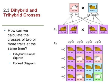 Questions on trihybrid cross