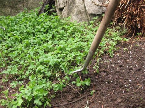 The Bicycle-Gardening Chronicles...: Edible "Weeds": Aegopodium podagraria/Goutweed