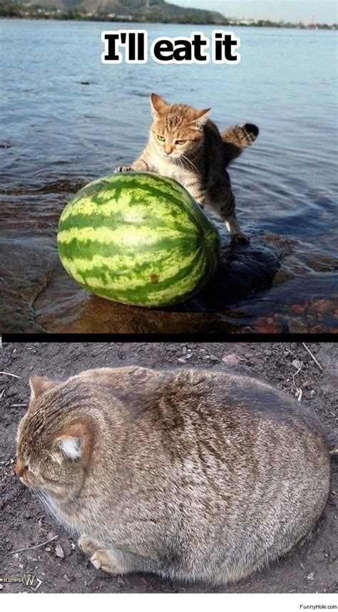 cat watermelon - Google Search | Funny animals, Funny cats, Funny dog memes