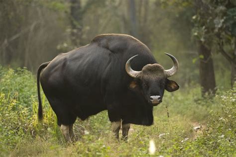 Malayan gaur, Bos gaurus hubbacki. | Animals, Cattle, Animals, pets