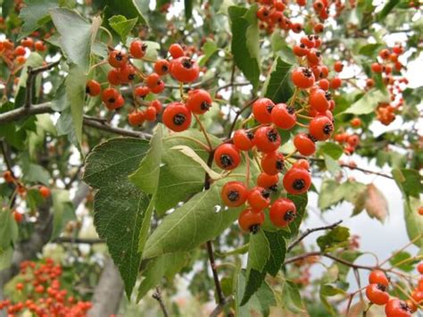 Hawthorn, an Ornamental Tree With Edible Fruit - Eat The Planet