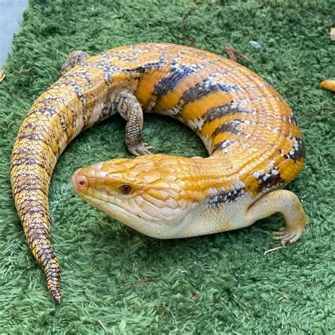 Sunset blue tongue skink | Blue tongue skink, Reptiles pet, Reptiles ...