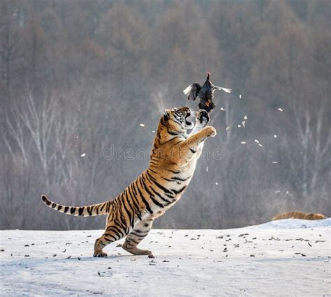 Siberian Tiger in a Jump Catches Its Prey. Very Dynamic Shot. China Harbin. Mudanjiang Province ...