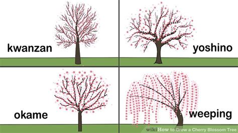 How to Grow a Cherry Blossom Tree (with Pictures) - wikiHow