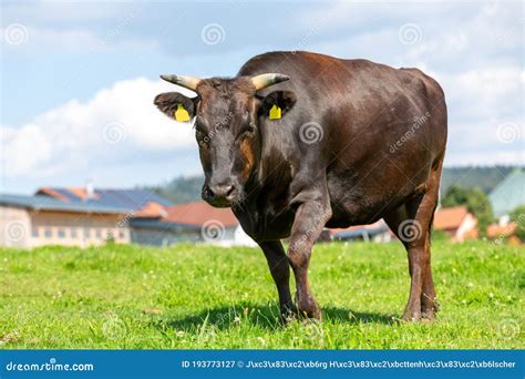 Wagyu Cow Stands on a Green Meadow Stock Image - Image of farming, land: 193773127