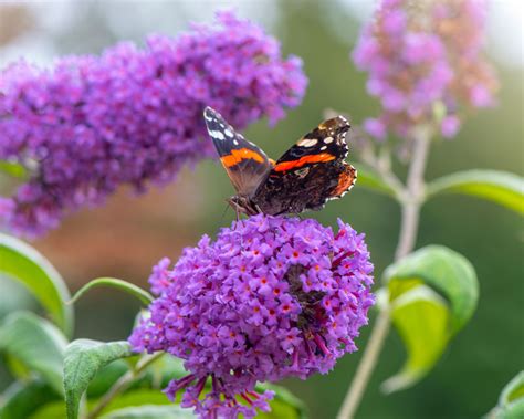 Sensory garden plants: the 10 best plants to grow in your garden ...