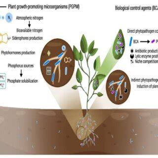 Depicting role of microorganisms in soil (Source: Montoya et al., 2022) | Download Scientific ...