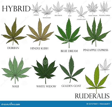 Types of Weed. Illustration of Differend Hybrid Cannabis Leaves. Stock ...