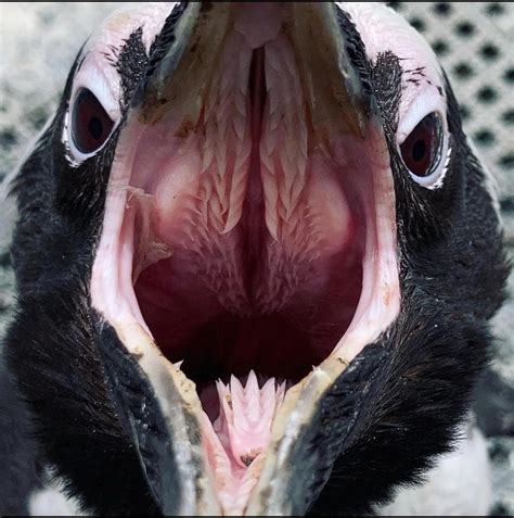 Thanks I hate the inside of a penguins mouth : r/thanksihateit