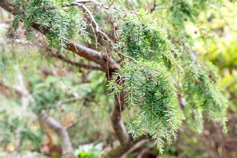 How to Grow and Care for Canadian Hemlock Trees (2023)