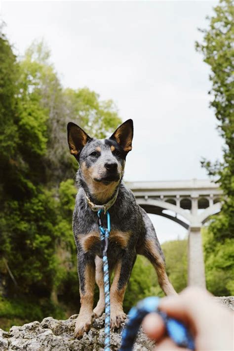 Bluey Heeler Photos, Download The BEST Free Bluey Heeler Stock Photos & HD Images