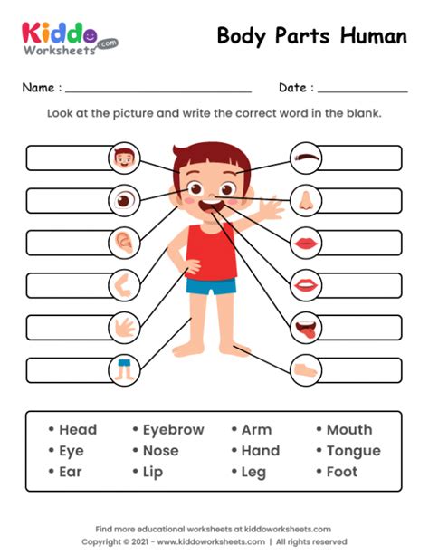 Free Printable Body Parts of Human Worksheet - kiddoworksheets