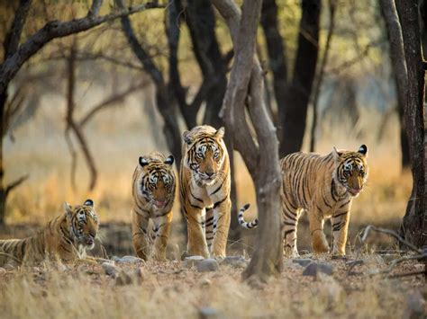 Best national parks in India for tiger sightings | Times of India Travel