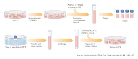 Freezing Cells - campestre.al.gov.br