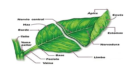 Anatomía Vegetal | Definición, Historia, Importancia, Técnicas, Y Más